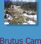 Brutus Cam